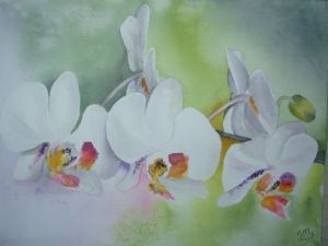 Voir le détail de cette oeuvre: orchidees blanches